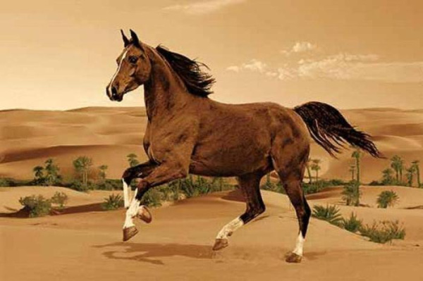 Ковер DA VINCI z904 BROWN