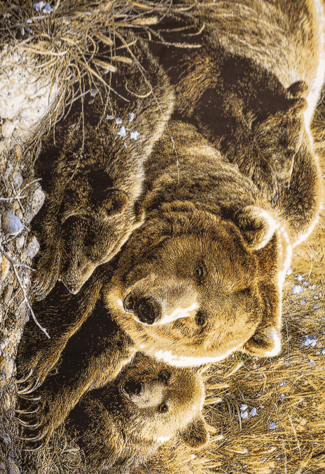 Ковер Hunnu  сувенирный new 6S235 28 медведи