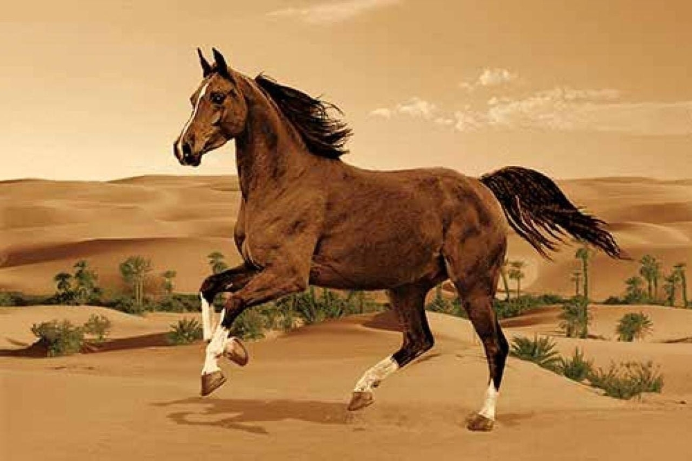 Ковер DA VINCI z904 BROWN